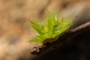 Nettle Caterpillar