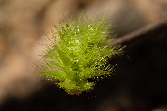 Nettle Caterpillar