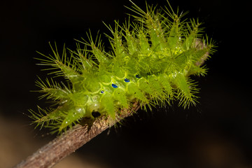 Nettle Caterpillar
