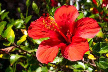 Kleiner Botaniker im Schutzanzug erforscht eine Hibiskus-Blüte © Andy Ilmberger