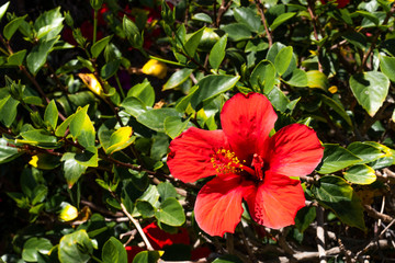 Kleiner Botaniker im Schutzanzug untersucht eine Hibiskus-Blume © Andy Ilmberger