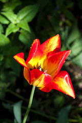 Obraz premium Beautiful yellow and red tulip closeup on green foliage background