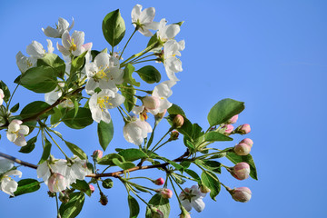 Fototapeta premium Spring blossoming branches of apple tree on blue sky background