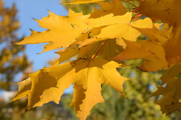 maple leaves in autumn