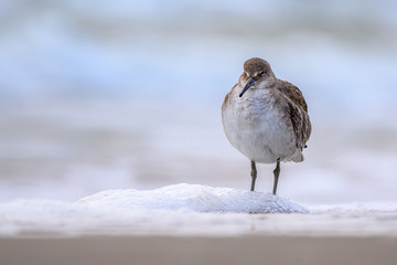 Willet in the Surf