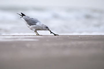 Ring Billed Gull on the Gulf Coast