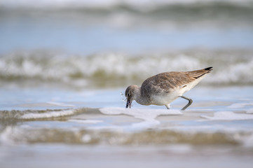 Willet in the Surf