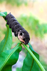 Larva of elephant hawk moth (Deilephila elpenor) on green branch