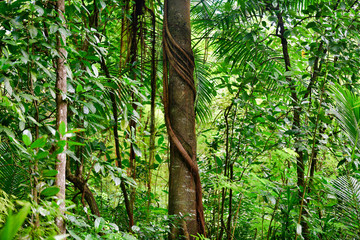 Liana entwined with a tropical tree, Mahe Island, Seychelles.
