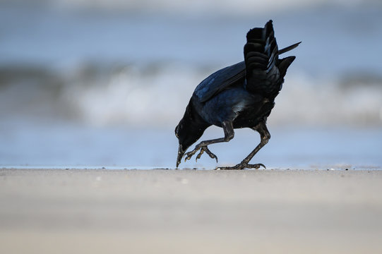 Boat Tailed Grackle On The Beach