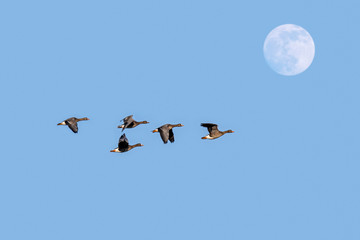 Full moon and flock of white-fronted geese / greater white-fronted geese (Anser albifrons) in flight against blue sky at dusk