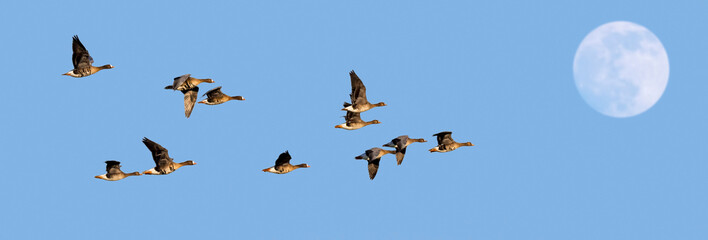 Full moon and flock of white-fronted geese / greater white-fronted geese (Anser albifrons) in...