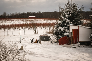 Fototapeta na wymiar Chickens in the snow