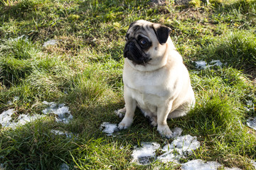 Close plane of a french bulldogFrench bulldog on the lawn with the first snow. Favorite pet. Puppy joy.