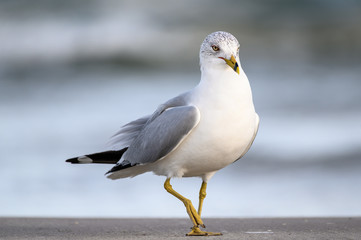 Ring Billed Gull on the Gulf Coast - obrazy, fototapety, plakaty