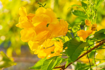 Close up Yellow elder, Yellow bells, or Trumpetflower and green leaf background. Scientific name is Tecoma.