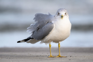 Ring Billed Gull on the Gulf Coast