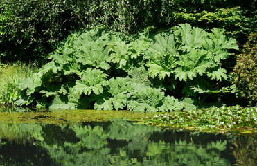 Gunnera plants reflected in a small lake or pond on a sunny day in summer.