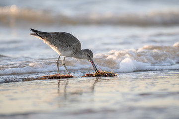 Willet on the shore