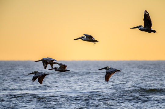 Brown Pelicans  over the Gulf of Mexico