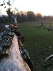 A bole in the early evening in Lower Saxony, Germany