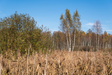 Obraz premium landscape with swamps covered with phragmites and birch trees
