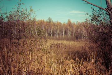 landscape with swamps covered with phragmites and birch trees