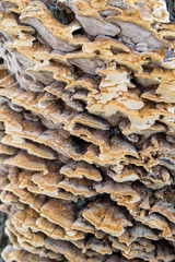 Trametes versicolor on a tree