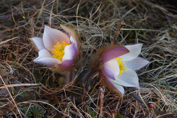 Anemone Pulsatilla vernalis in primo piano