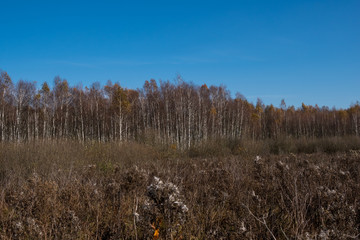 landscape with swamps covered with phragmites and birch trees