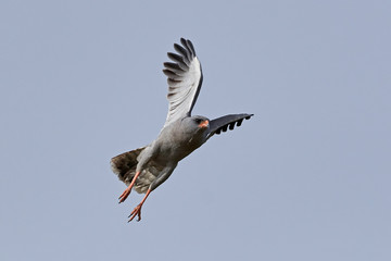 Dark chanting goshawk (Melierax metabates)