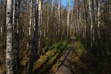 Fototapeta premium path through swamps