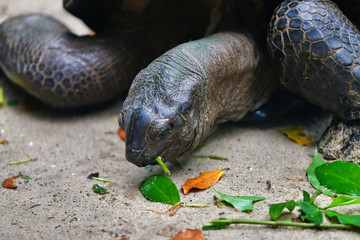 Aldabra giant tortoise browsing leaves Mahe Island Seychelles. Close-up.