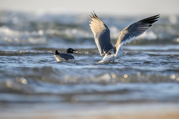Laughing Gulls on the Texas Coast