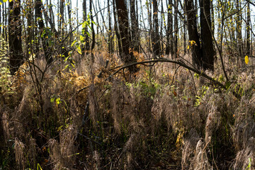 marsh in a forest with birch trees