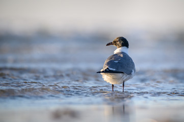 Laughing Gull on the Texas Coast