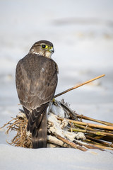 Merlin with its catch