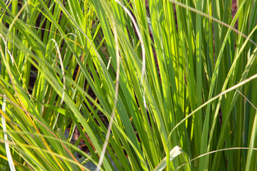 Fototapeta premium Phalaris leaves close-up during spring