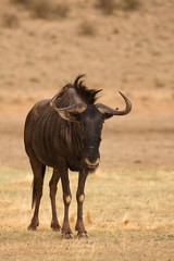 A blue wildebeest (Connochaetes taurinus) calmly staying in dry grassland.