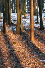 Shadows in winter forest at sunset.