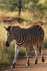 A Mountain Zebra (Equus zebra) in grassland with dry grass in background.
