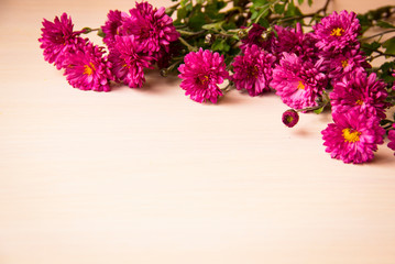 Flower background, copy space. 8 March, mother day, Valentines day background. Pink chrysanthemum flowers on white wooden background. Flowers composition. Summer flower. Congratulations background.