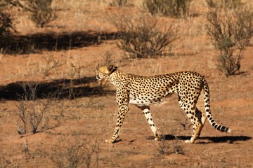 Fototapeta na wymiar The cheetah (Acinonyx jubatus) male walking across the sand in Kalahari desert in the evening sun.