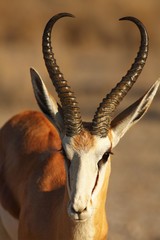 The young impala (Aepyceros melampus) male staying in the green grass in the shade on south africa safari.