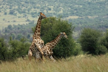 A pair of African giraffe (Giraffa camelopardalis giraffa) coupling in the grassland.