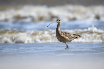 Long Billed Curlew on the Coast