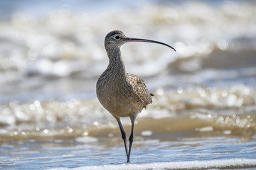 Long Billed Curlew on the Coast