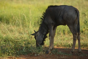 A blue wildebeest (Connochaetes taurinus) baby calmly feeding in wet green grassland.