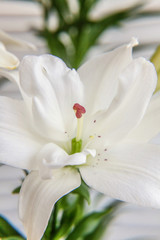 Fototapeta na wymiar Beautiful White Lily flower close up detail in summer time. Background with flowering bouquet. Inspirational natural floral spring blooming garden or park. Ecology nature concept.