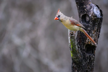 Female Northern Cardinal